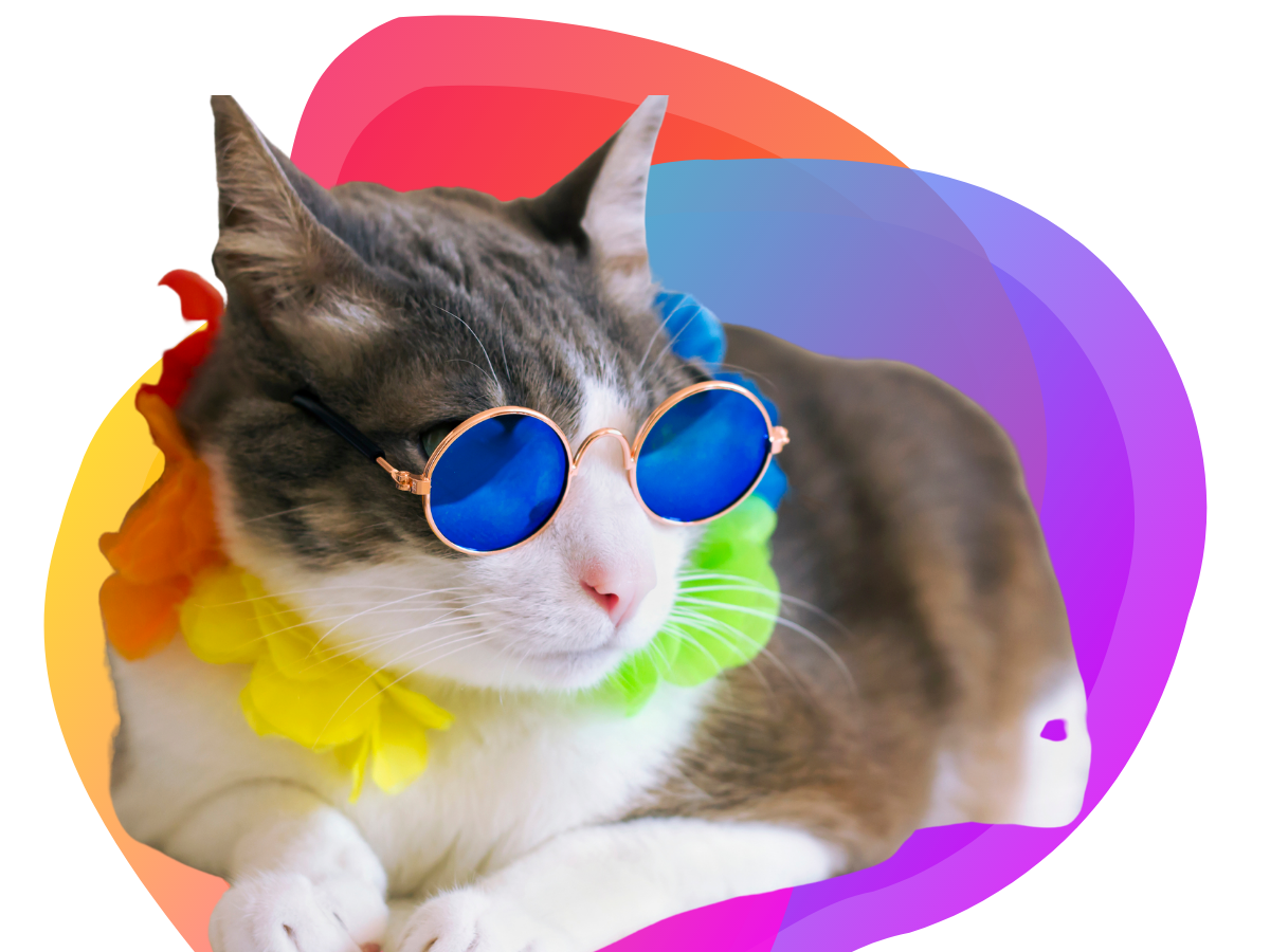 A tabby cat wearing round blue glasses and a lei is curled up in front of the Bee Digital Marketing colours